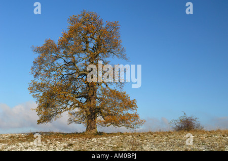 Farnia (Quercus robur) fogliame autunnale prima neve Foto Stock