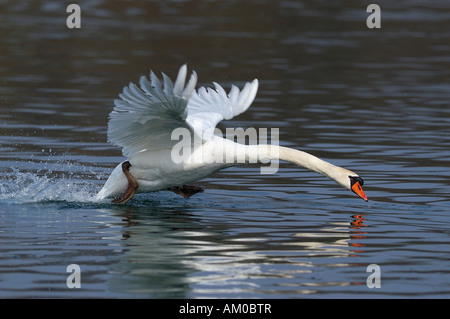 Cigno (Cygnus olor) in atterraggio sull'acqua Foto Stock