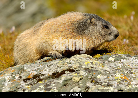 Alpine marmotta (Marmota marmota) Foto Stock