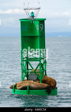 Steller leoni marini (Eumetopias jubatus) giacente su una luce boa, Prince William Sound, Alaska, Stati Uniti d'America, America del Nord Foto Stock