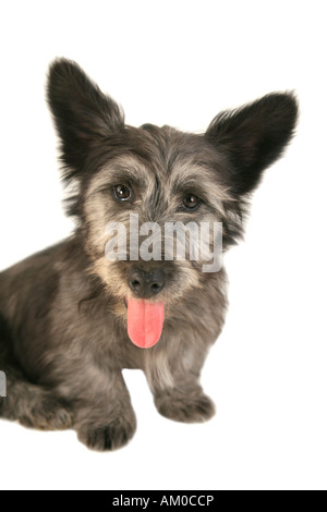 Skye Terrier cucciolo con linguetta sporgente isolato su bianco Foto Stock