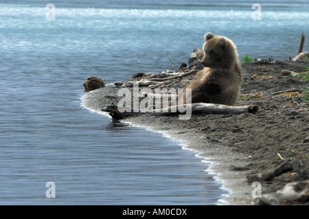 Alaska l'orso bruno (Ursus arctos), pup seduto alla spiaggia, Katmai National Park, Alaska, STATI UNITI D'AMERICA Foto Stock