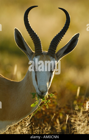 Springbok Antilope (Antidorcas marsupialis), ritratto in luce posteriore Foto Stock