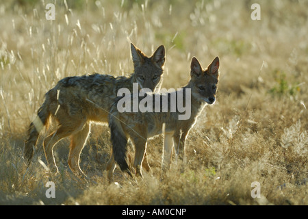 Backup nero sciacalli (Canis mesomelas), giovani animali in luce posteriore Foto Stock