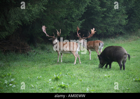 Daini (Dama Dama) e il cinghiale (Sus scrofa) Foto Stock