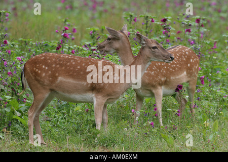 Daini (Dama Dama) Foto Stock