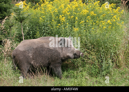 Adulto tusker, Sus scrofa, nella parte anteriore di una bussola di oro, Solidago virgaurea Foto Stock