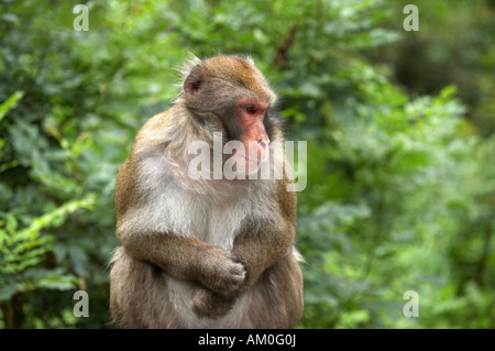 Macaque giapponese (Macaca fuscata) sul Affenberg (Monkey mountain), Landskron, Carinzia, Austria Foto Stock