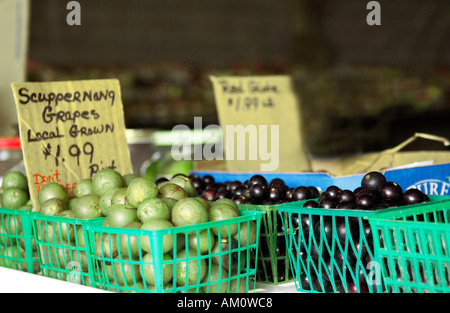 Uve Scuppernong coltivate localmente in vendita nella Carolina del Sud, Stati Uniti. Foto Stock