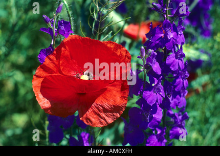 Il mais papavero (Papaver rhoeas) e Larkspur (Delphinium orientalis) Foto Stock