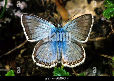 Chalkhill blu (Lysandra coridon) Foto Stock