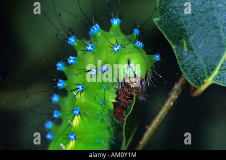 Giant Peacock Moth (Saturnia pyri), alimentazione di Caterpillar Foto Stock