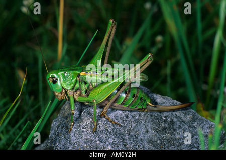 Snapper verruca (Decticus verrucivorus), femmina Foto Stock