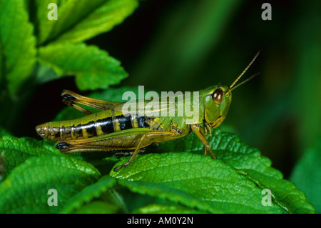 Prato Grasshopper (Chorthippus parallelus), femmina Foto Stock