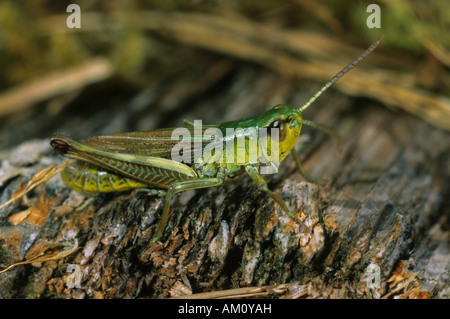 Prato Grasshopper, Chorthippus parallelus, maschio Foto Stock