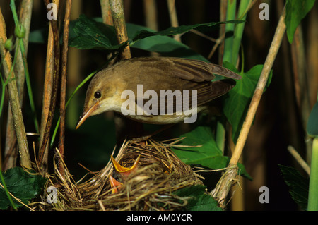 Marsh trillo [Acrocephalus palustris] al nido Foto Stock