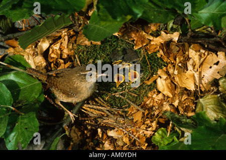 Winter wren [Troglodytes troglodytes] a nido Foto Stock