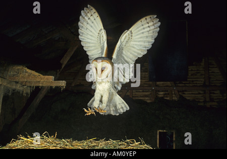 Il barbagianni, Tyto alba, sbarco Foto Stock