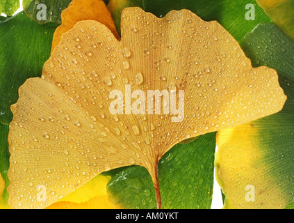 Foglia di Gingko Foto Stock