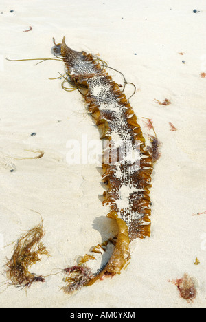 Filamento foglia di kelp che rappresentano strutture a pettine e ondulate finshaped strutture sulla sabbiosa spiaggia Atlanic, Irlanda Foto Stock