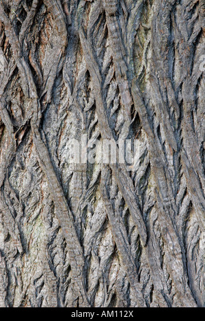 Corteccia di un vecchio albero di castagno - Castagno - dolce castagno (Castanea sativa) Foto Stock