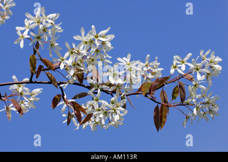 Fioritura servizio allegheny berry in primavera Foto Stock