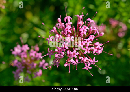 Fioritura crosswort caucasico (Phuopsis stylosa) Foto Stock