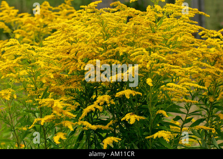 Fioritura canada goldenrot (Solidago canadensis) Foto Stock