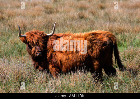 Gli animali domestici della specie bovina - bovini highland - Scottish highland bovini (Bos primigenius f. taurus) Foto Stock