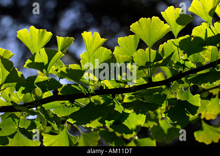 Ginkgo - maidenhair-tree - ramo con foglie (Ginkgo biloba) Foto Stock
