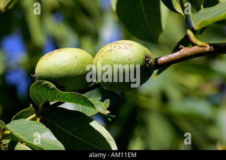 Inglese - noce noce persico - frutta - frutta - Walnut Tree (Juglans regia) Foto Stock