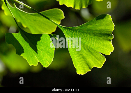 Ginkgo - maidenhair-tree - ramo con foglie (Ginkgo biloba) Foto Stock