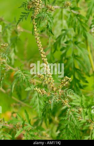 L Ambrosia comune, Ambrosia artemisiifolia Foto Stock