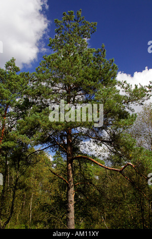 Pino silvestre - pino silvestre - - di conifere (Pinus sylvestris) Foto Stock