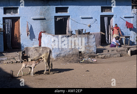 Streetscene, vitello bere latte da sua madre, Gwalior, Madhya Pradesh, India, Southasia, Asia Foto Stock