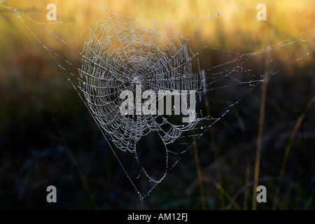 Ragnatela con dewdrops - croce orbweaver - Croce di spider - giardino europeo spider (Araneus diadematus) Foto Stock