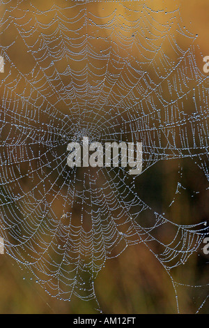 Ragnatela con dewdrops - croce orbweaver - Croce di spider - giardino europeo spider (Araneus diadematus) Foto Stock