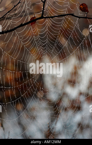 Ragnatela con dewdrops - croce orbweaver - Croce di spider - giardino europeo spider (Araneus diadematus) Foto Stock