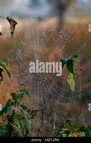 Ragnatela con dewdrops - croce orbweaver - Croce di spider - giardino europeo spider (Araneus diadematus) Foto Stock