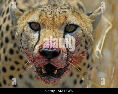 Ghepardo (Acinonyx jubatus) guardare durante il mangiare uccidere, ritratto, il Masai Mara, Kenya Foto Stock