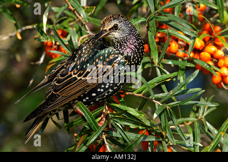 Unione starling (Sturnus vulgaris) seduto in un mare frangola bush con bacche (Hippohae rhamnoides nota) Foto Stock