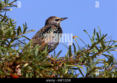 Unione starling (Sturnus vulgaris) seduto in un mare frangola bush (Hippohae rhamnoides nota) Foto Stock