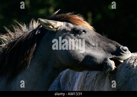 Cavalli Konik - il comportamento sociale (Equus przewalskii f. caballus) Foto Stock