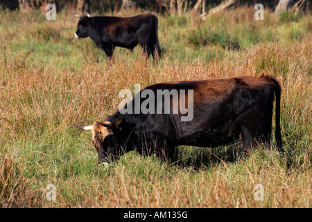 Bovini di Heck - cattles heck - latte di mucca e di Bull in background (Bos primigenius f. taurus) Foto Stock