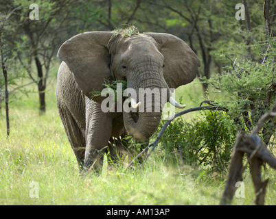 Bush africano Elefante africano (Loxodonta africana), mangiare bush, corridoio occidentale, Serengeti, Tanzania Foto Stock