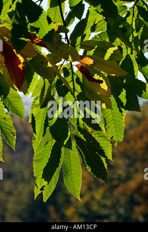 Castagno - Sweet Chestnut - le foglie in autunno colori - foglie colorate (Castanea sativa) Foto Stock