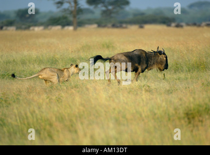 Lion (Panthera leo), caccia leonessa ottenere pronto per passare a GNU, corridoio occidentale, Serengeti, Tanzania Foto Stock