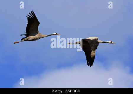 Coppia di battenti gru comune (grus grus) - Parco nazionale di Vorpommersche Boddenlandschaft, Meclemburgo-Pomerania, Germa Foto Stock