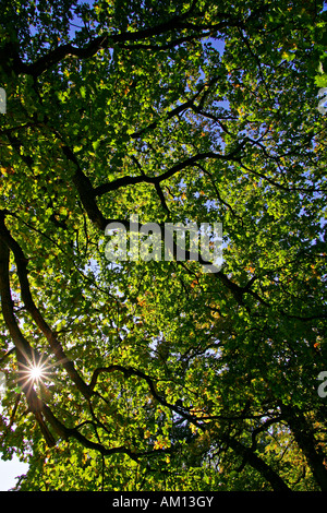 Old english - Quercia farnia - le foglie in autunno colori - foglie colorate Foto Stock