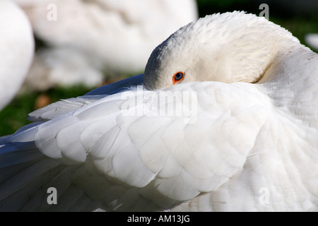 Bianco oca domestica - oche domestiche (Anser anser forme domestica) Foto Stock